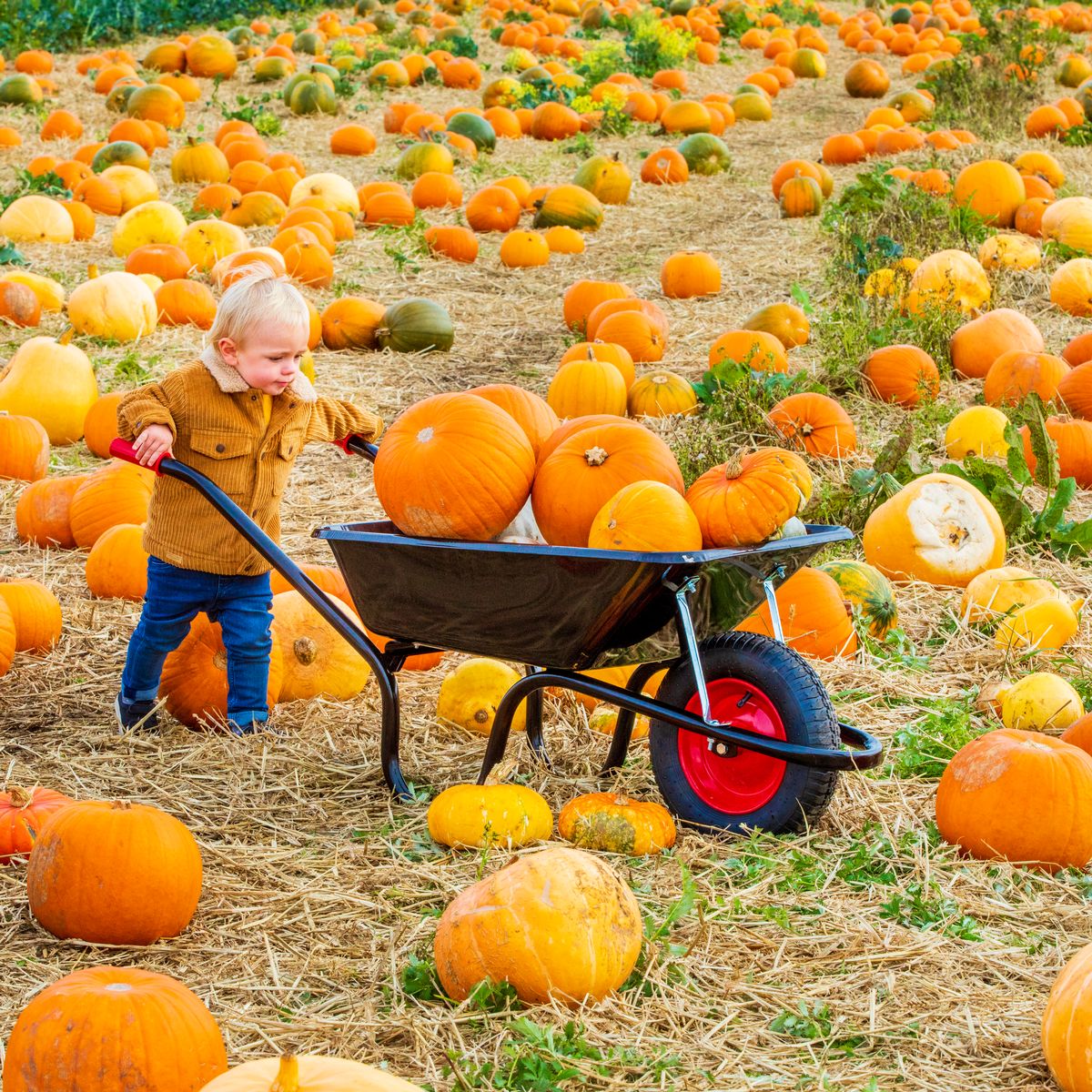 fuori di zucca foto 4