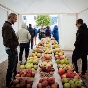 Castel del Giudice Festa della Mela edizione 2021 7 300x300 9Lwivw