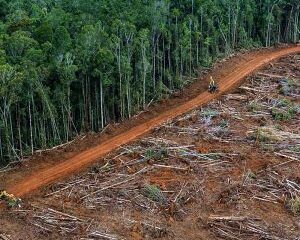 Deforestazione Amazzonia 1 300x300 u7m1X9