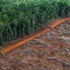 Deforestazione Amazzonia 1 300x300 u7m1X9