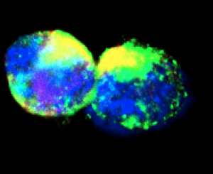 La sorprendente plasticità delle cellule staminali muscolari: ricerca del Cnr di Napoli
