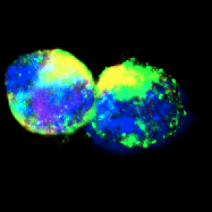 La sorprendente plasticità delle cellule staminali muscolari: ricerca del Cnr di Napoli